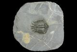Unidentified Lichid Trilobite From Jorf - Belenopyge Like #92943-3